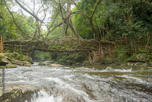 Living Root Bridge, Mawlynnong