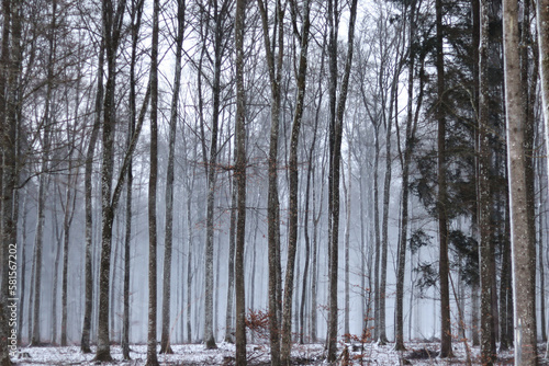 Wald im Winter © Eva