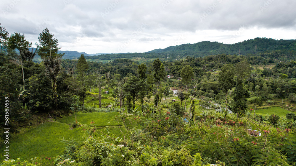 Green tree forest in city public park with green meadow grass nature landscape. Green tree forest in city public park with green meadow grass nature landscape.
