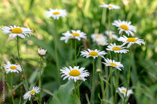 Daisy flower on green meadow,Leucanthemum vulgare, natural floral background, Selective focus