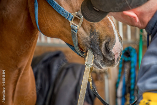 No sedation equine dentistry