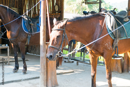 Young horse on horse farm..