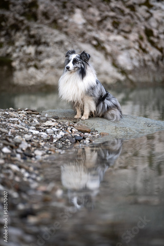 Fototapeta Naklejka Na Ścianę i Meble -  fluffy dog on the lake