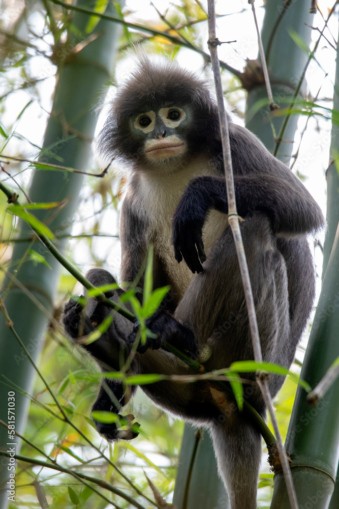 Fototapeta premium dusky leaf monkey, dusky langur, lawachora forest, bangladesh,
