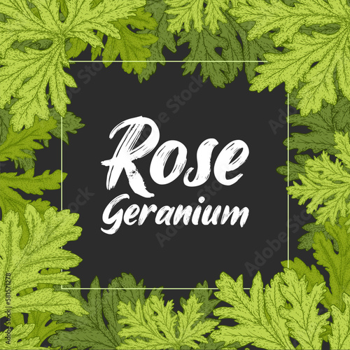 Rose geranium  (Pelargonium graveolens) leaves vector backround