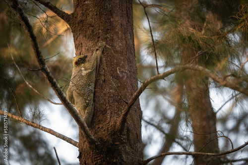 Flying Lemur (Galeopterus variegatus) clings to a tree and rests during the day (nocturnal animal) in Thailand. photo