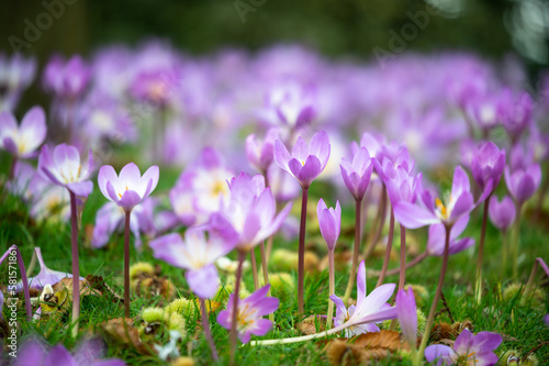Autumn flowering crocuses (Colchicum speciosum), amethyst-purple flowers with a luminous white throat. Known also as Autumn Crocus or Meadow Saffron