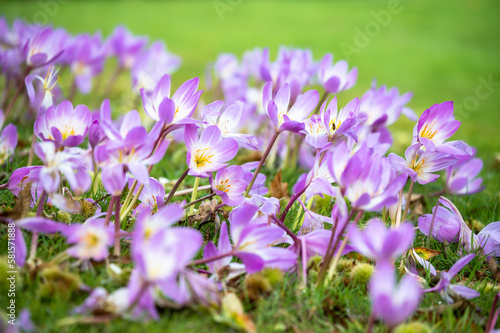 Autumn flowering crocuses (Colchicum speciosum), amethyst-purple flowers with a luminous white throat. Known also as Autumn Crocus or Meadow Saffron