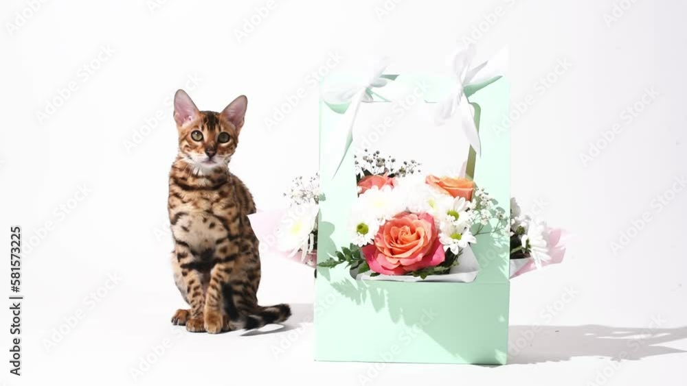 Bengal kitten sits at the bouquet of flowers on white background, holiday background. Festive video Bengal kitten sits at the bouquet of flowers on white background, holiday background. Festive video