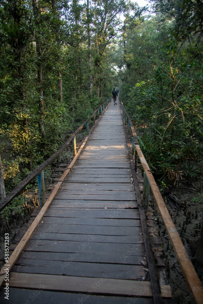sundarban forest, mangrove forest, bangladesh