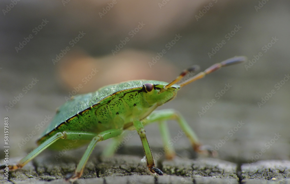Stinkbug Stinkbug