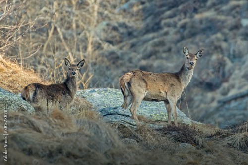 Obraz na płótnie Wild female red deer and fawn (Cervus elaphus) standing in an alpine meadow at sunrise on a winter day, Italian Alps. w salonie