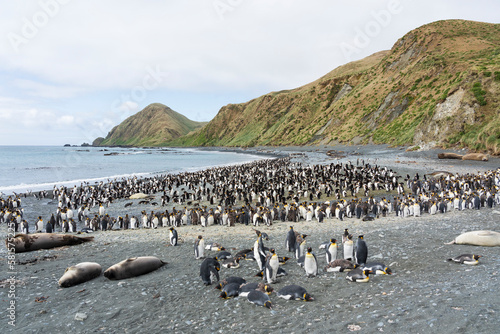 penguin colony on the beach