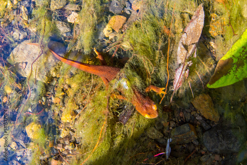 A California newt in a stream off a hiking trail in Malibu, California photo