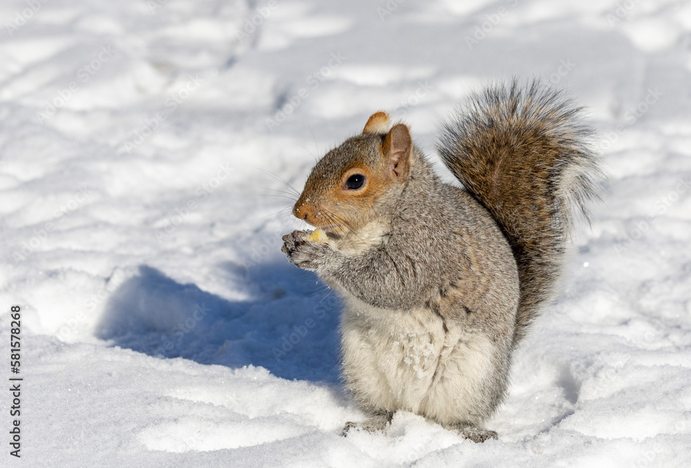 Eastern Grey Squirrel feeding in winter Eastern Grey Squirrel feeding in winter