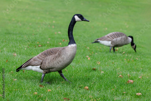 Canada goose with white neck ring