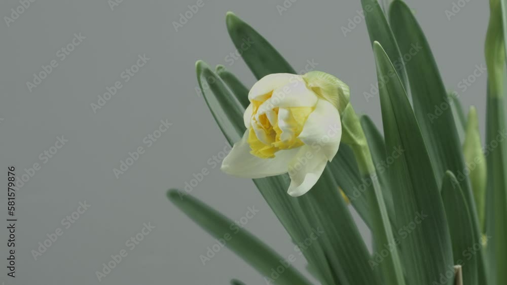 Daffodils, Narcissus, white Daffodil spring flower opening, blooming