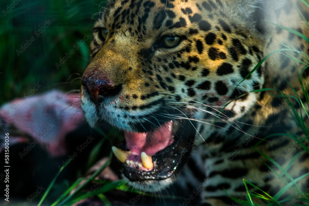 Obraz premium close up portrait of a leopard