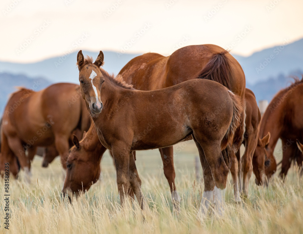 Obraz premium Mares and foals in a herd grazing. 