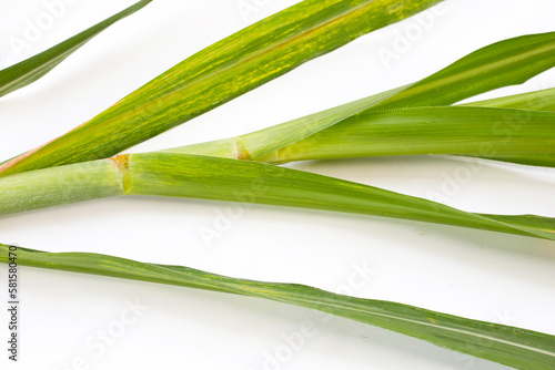 Sugar cane leaves on white background.