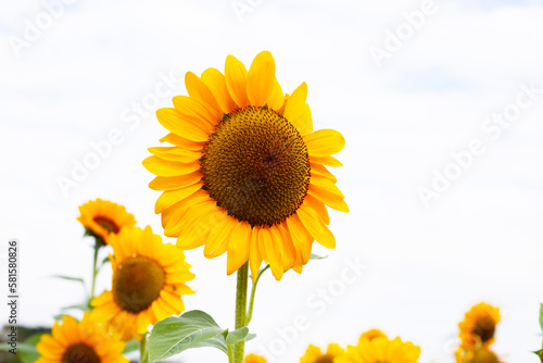 Sunflower field  Beautiful summer landscape.