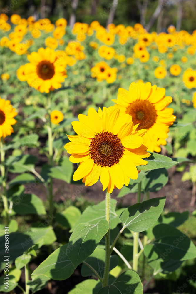 Sunflower field, Beautiful summer landscape. Sunflower field, Beautiful summer landscape.