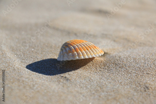 Shell on the Adriatic beach on a sunny winter day.