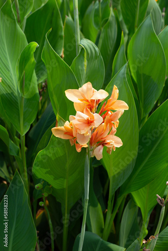 Beautiful canna flower with green leaves in the garden
