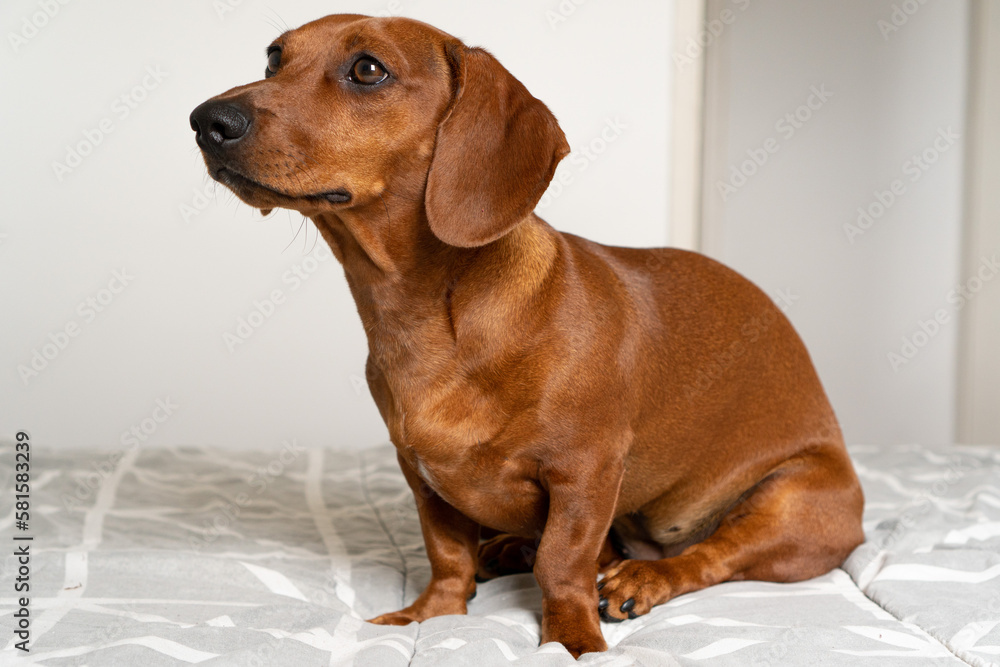 dachshund puppy 