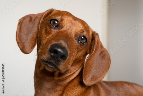 dachshund puppy portrait © Vinicius