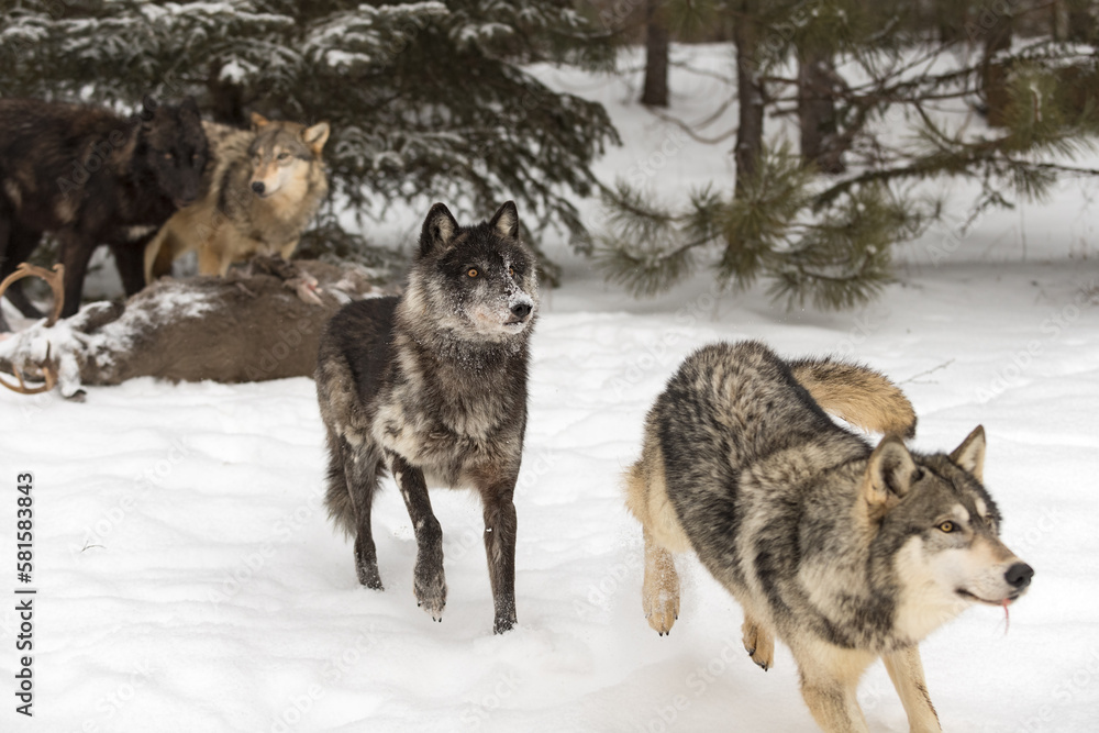 Wolf (Canis lupus) Pack in Line Away From White-Tail Deer Body Winter