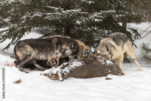 Wolf (Canis lupus) Pack Snarl at Each Other at White-Tail Deer Body Winter © geoffkuchera