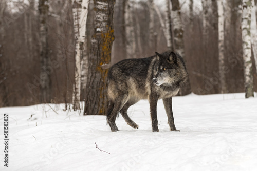 Black-Phase Wolf (Canis lupus) Stands to Right Looking Left Winter © geoffkuchera