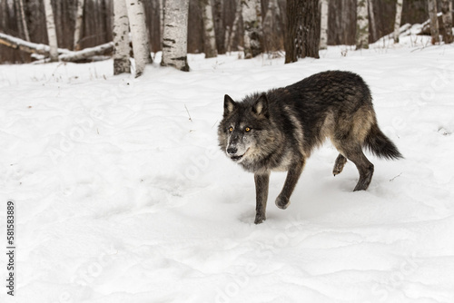 Black-Phase Wolf (Canis lupus) Looks Up While Stepping Through Snow Winter © geoffkuchera