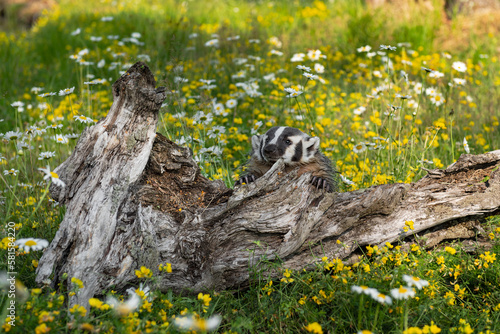 North American Badger (Taxidea taxus) Cub Sits Behind Log in Wildflowers Summer photo