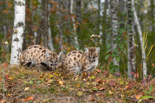 Cougar Kittens (Puma concolor) Look Down Small Embankment Autumn © geoffkuchera