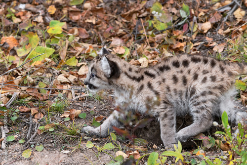 Cougar Kitten (Puma concolor) Runs to Left Through Leaves Autumn © geoffkuchera