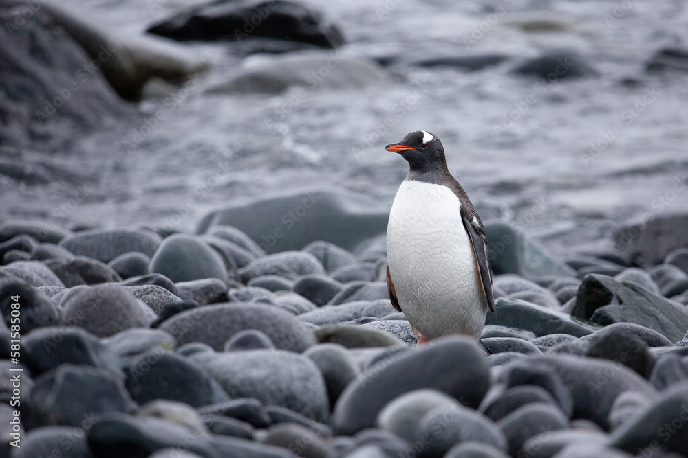 Fototapeta premium Clean and fed from a swim in the ocean a gentoo penguin (Pygoscelis papua) is instantly recognisable with bright orange beak and little white bonnet a it stands on the rocky shoreline.