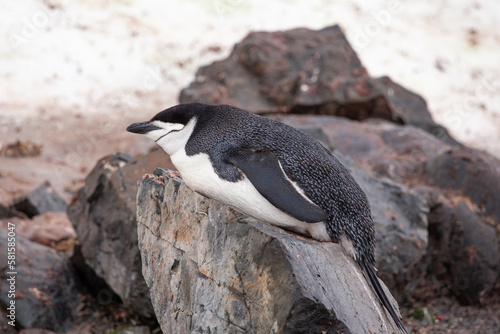 A chinstrap penguin (Pygoscelis antarcticus) takes advantage of a warm flat rock  on the shoreline and dozes while enjoying the sun.