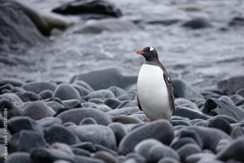 Clean and fed from a swim in the ocean a gentoo penguin (Pygoscelis papua) is instantly recognisable with bright orange beak and little white bonnet a it stands on the rocky shoreline.
