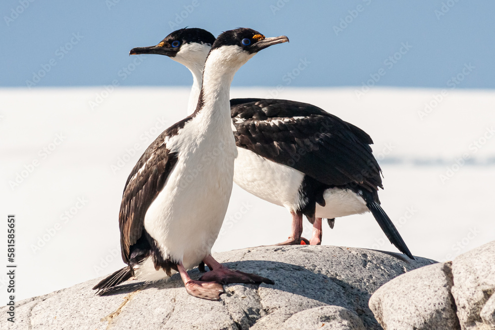 Fototapeta premium A pair of Antarctic shags sit high on the rocky foreshore of the inhospitable region they inhabit, their very distinctive yellow warty caruncle and blue eyes clear to see.