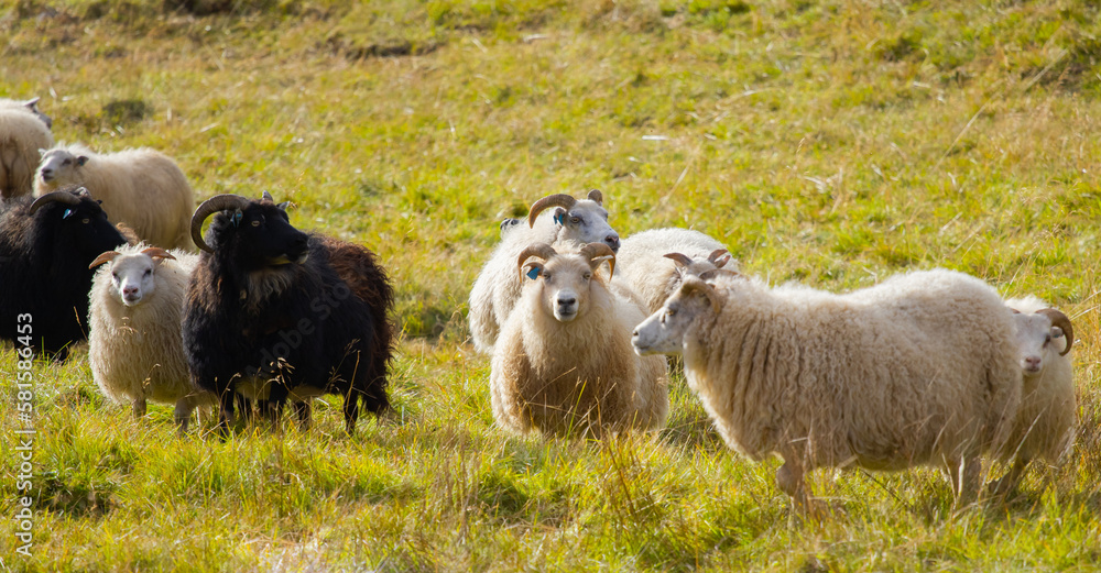 Fototapeta premium Icelandic Sheep Graze at Mountain Meadow, Group of Domestic Animal in Clear Nature. Beautiful Highlands in Iceland. Ecologically Clean Lamb Meat and Wool Production. Scenic Area