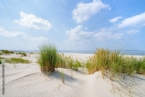 Dune beach landscape on a sunny day