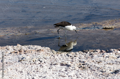 View of American avocet bird photo