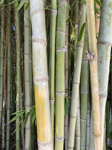Natural background for your design from thickets of green bamboo.