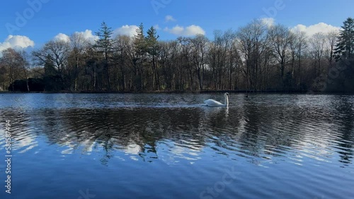 Ein Schwan schwimmt auf dem Bootsteich in Bremerhaven,  der Frühling kommt, schwan paar auf dem Wasser, schwan liebe, Schwanensee mit blauem Himmel, Swan swims on the pond, swan lake at blue sky photo