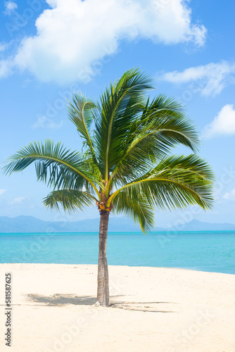 Fototapeta Naklejka Na Ścianę i Meble -  beautiful picturesque seascape. A palm tree on the sandy shore of the Gulf of Thailand on Koh Samui
