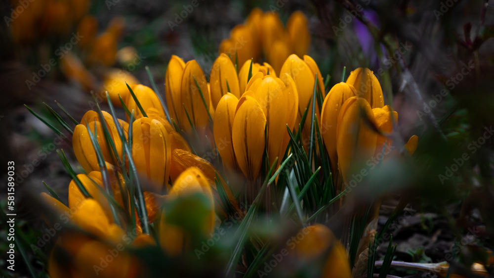 Obraz premium krokusy wiosenne 