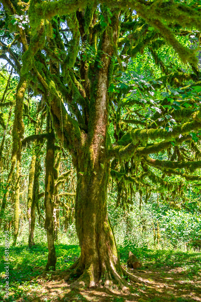 Naklejka premium The green branches of the trees, covered with thick moss, are illuminated by the bright sun.