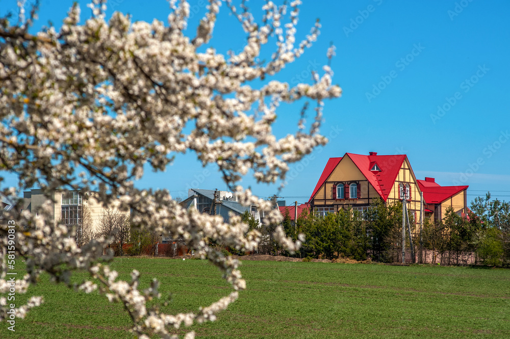Obraz premium A beautiful house with a red roof on the edge of the village through apple blossom on a sunny spring day, the house is in focus